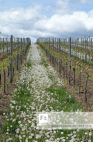 Pusteblumen (Taraxacum officinale)  zwischen frisch ausgetriebenen Weinreben  Deutsche Weinstraße  auch Südliche Weinstraße  Südpfalz  Pfalz  Rheinland-Pfalz  Deutschland  Europa