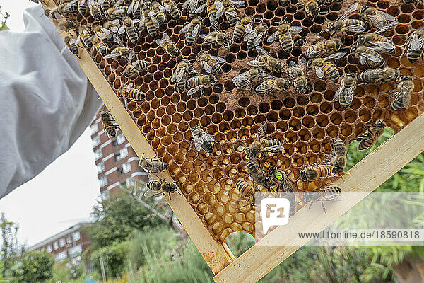 Colony of bees on honeycomb