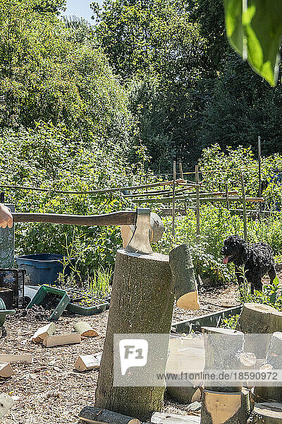 Chopping wood in allotment