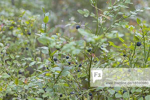 Wild shrub with blue berries