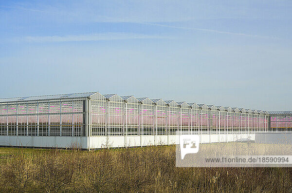 Netherlands  Zeeland  Exterior of commercial greenhouse with LED lighting