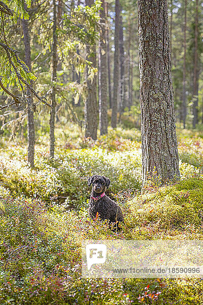 Portrait of dog sitting in forest shrubbery