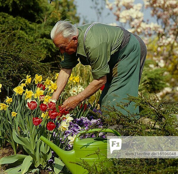 Gärtner bei der Arbeit  Frühlingsblumen  Tulpen  Narzissen
