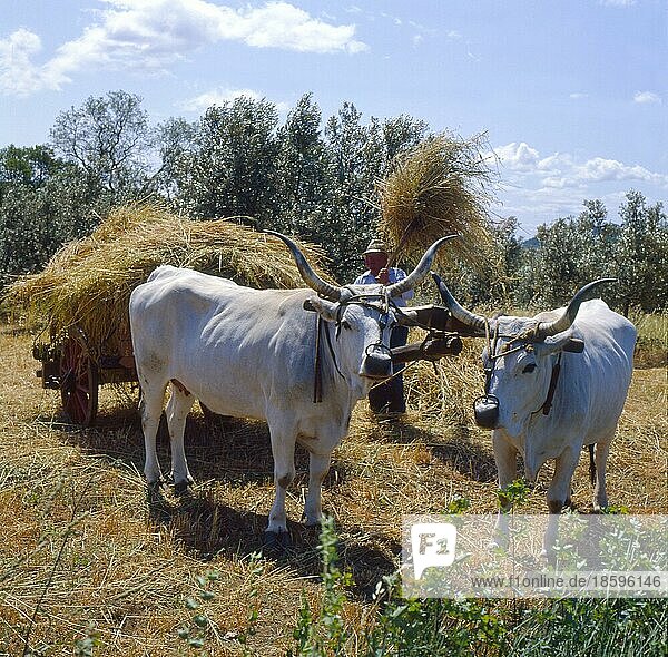 Farmer with ox team harvesting hay  Tuscany  Italy  Europe
