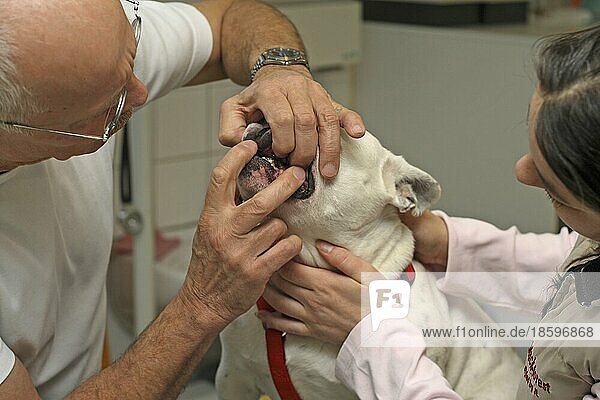 French bulldog at the vet. Teeth are examined. Tooth check