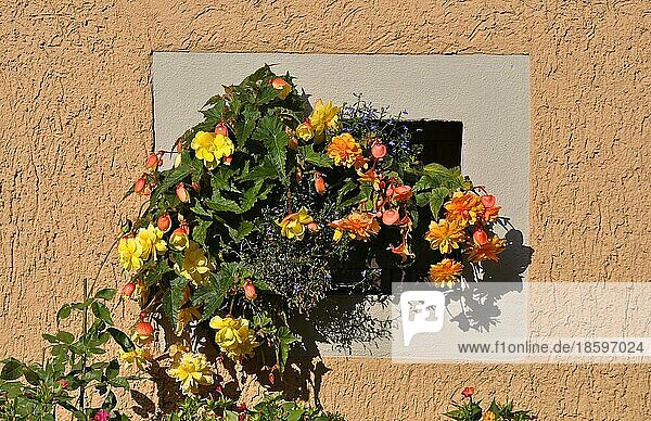 Blumen verschiedene am Fenster außen
