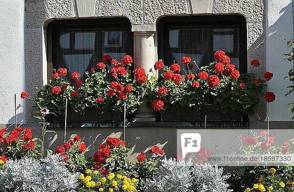 Blumen am Fenster außen  rote Geranien im Kasten  Pelargonium