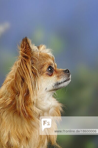 Chihuahua  langhaarig  seitlich  Profil
