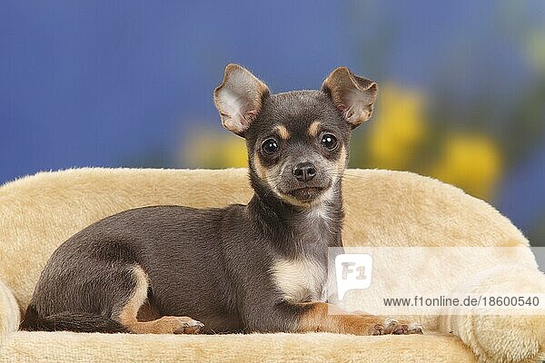 Chihuahua  kurzhaarig  Welpe  blue-tan  4 Monate  blau-tan  Hundesofa  Couch  seitlich