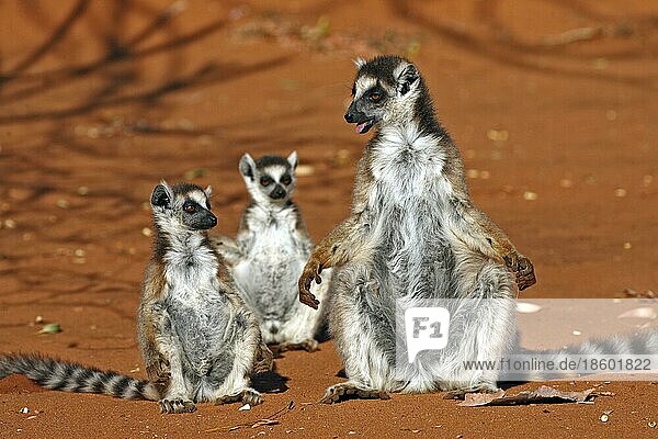 Ringelschwanz Lemuren (Lemur catta)  Weibchen mit Jungen  Sonnenbad  Berenty Private Reserve  Madagaskar  Afrika