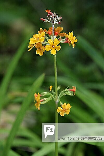Kandelaber-Schlüsselblume (Primula bulleyana)