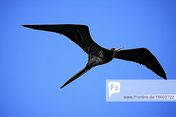 Bindenfregattvogel (Fregata minor)  männlich  Galapagos-Inseln  Ekuador  Binden-Fregattvogel  freistellbar