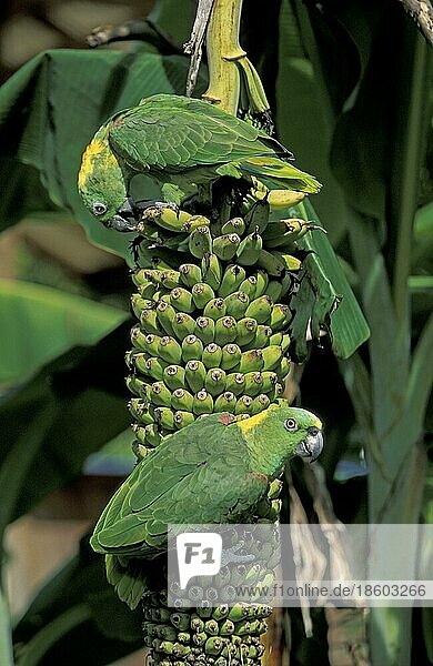 Gelbnacken-Amazonen  Paar auf Bananen (Amazona ochrocephala auropalliata)  Honduras  Mittelamerika