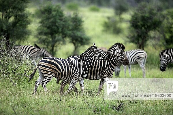 Steppenzebras (Equus quagga burchelli)  Krüger Nationalpark  Südafrika  seitlich