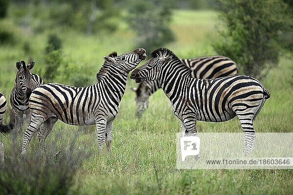 Steppenzebras (Equus quagga burchelli)  Krüger Nationalpark  Südafrika  seitlich