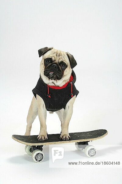 Mops  mit Pullover  auf Skateboard  Schutzkleidung  Hundebekleidung