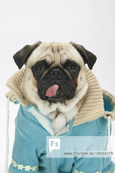 Mops mit Pullover  Schutzkleidung  Hundebekleidung