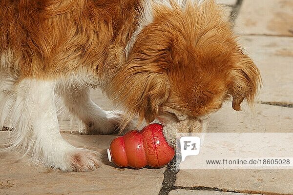 Mischlingshund mit Kautschuk-Kauspielzeug  Spielzeug  Beschäftigung