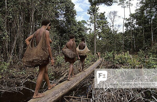 Women of the Korowai people with firewood  West Papua  West New Guinea  Irian-Jaya  tree people  Indonesia  Asia