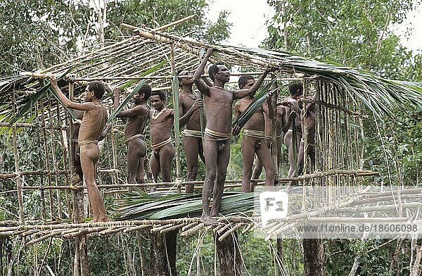 Männer vom Volk der Korowai bauen Baumhaus  West-Papua  West-Neuguinea  Irian-Jaya  Baummenschen  Indonesien  Asien
