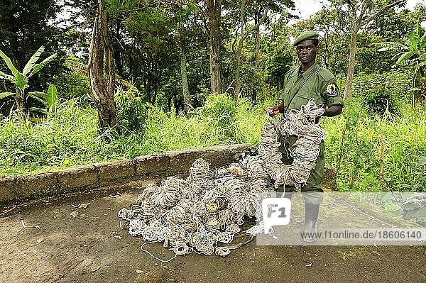 Ranger zeigt Fallen  die innerhalb von zwei Monaten gesammelt wurden  Virunga Nationalpark  Demokratische Republik Kongo