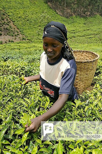 Woman harvesting tea  tea plantation  Nyungwe  Rwanda  Africa
