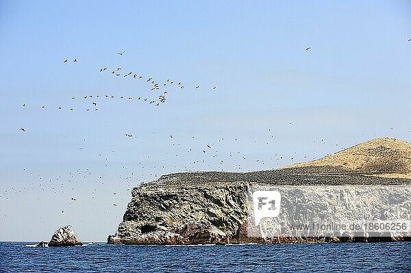 Coast  bird colony  marine reserve  Ballestas Islands  Paracas Bay  Peru  South America