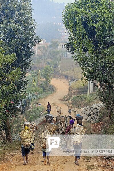 Frauen tragen Lasten  Gorka-Gebiet  Nepal  Asien