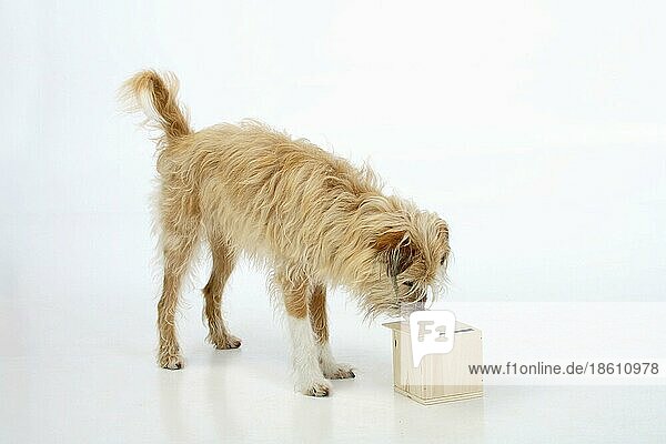 Mischlingshund hebt Deckel von Box  Trick  Kunststückchen  Kunststück