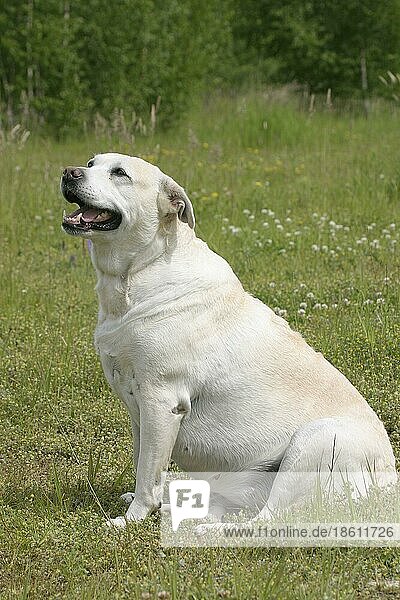 Labrador-Retriever  zu dick  seitlich