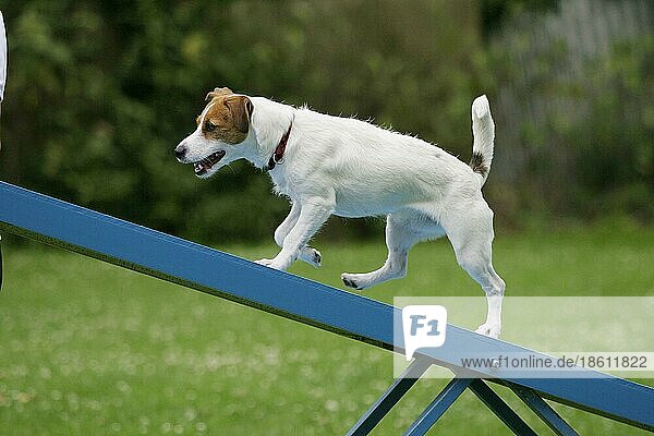 Jack Russell Terrier on seesaw  Agility  Jack-Russell-Terrier auf Wippe  außen  outdoor  seitlich  side