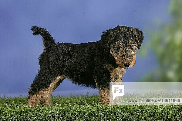 Welsh Terrier puppy  7 weeks  Welsh Terrier  Welpe  7 Wochen  außen  Studio  outdoor  seitlich  side