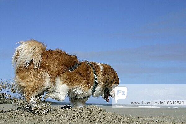Mischlingshund gräbt am Strand  graben  grabend  gräbt  seitlich