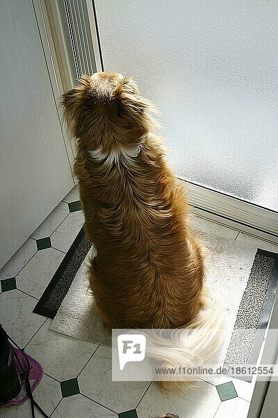 Mischlingshund wartet an Tür