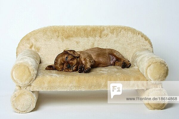 Cavalier King Charles Spaniel  Welpe  ruby  5 Wochen  Hundesofa  Sofa  Couch