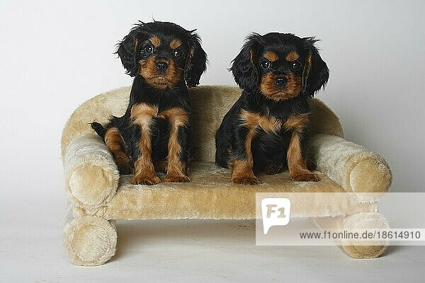 Cavalier King Charles Spaniel  Welpen  black-and-tan  8 Wochen  Sofa  Couch