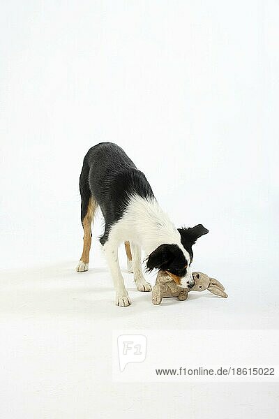 Mischlingshund mit Stofftier  Spielzeug