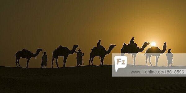 Dromedare in der Wüste Thar  Rajasthan  Einhöckriges Kamel (Camelus dromedarius)  Indien  Asien