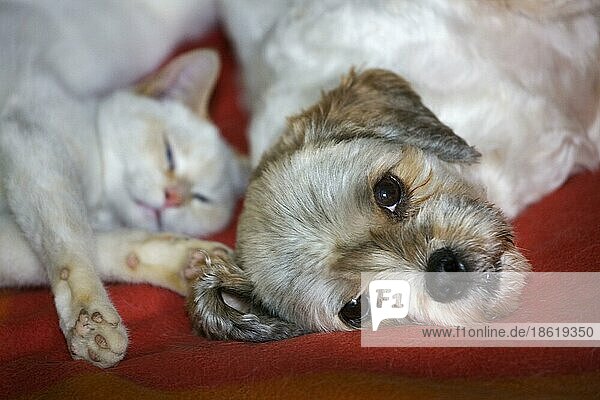 Hauskatze und Mischlingshund (Canis lupus familiaris) schlafen zusammen