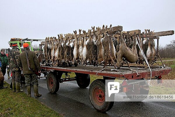 Toter Europäischer Feldhase (Lepus europaeus)  erlegt von Jägern während einer Jagdgesellschaft  bereit für den Transport mit dem Wagen  Deutschland  Europa