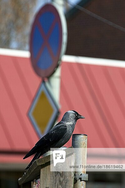 Dohle (Corvus monedula) in der Stadt  Schweden  Europa
