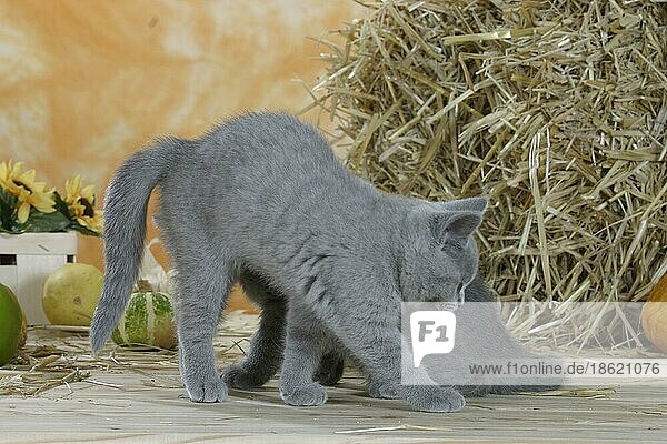 British Shorthair Cat  kitten  blue  arching her back  Britische Kurzhaarkatze  Kätzchen  blau  macht Buckel  Kartäuser  Kartäuserkatze  innen