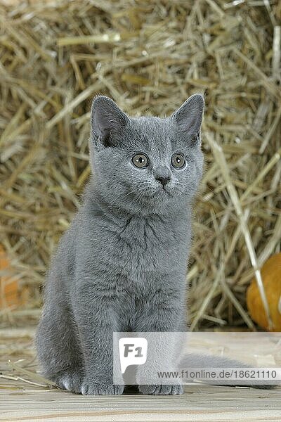 British Shorthair Cat  kitten  blue  Britische Kurzhaarkatze  Kätzchen  blau  Kartäuser  Kartäuserkatze  innen  freistellbar