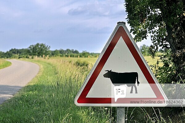 Warnschild  Verkehrsschild für kreuzende Kühe  Rinder  La Brenne  Frankreich  Europa