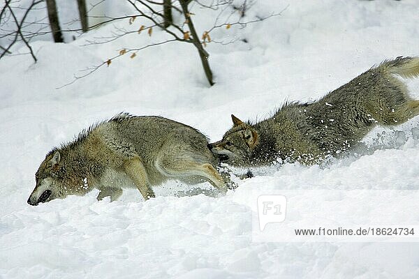 Wölfe (Canis lupus)  Dominanzverhalten