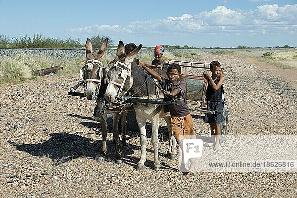 Children with donkey cart  donkey  harnessed  Kalahari  Namibia  Africa