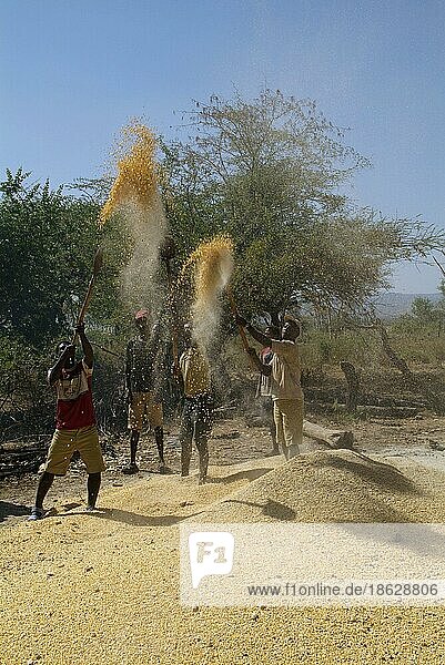 Sorghum harvest  separating wheat from chaff  southern Ethiopia  millet  sorghum millet  grain millet  sorghum millet