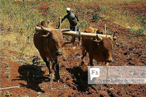 Man with ox plough  field work  southern Ethiopia  plough  ploughing
