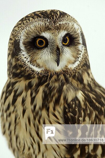 Short-eared Owl  Sumpfohreule (Asio flammeus)