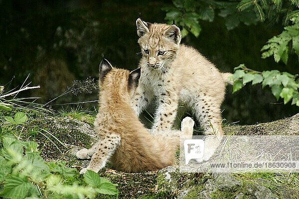 European Lynx  cubs  Europäische Luchse  Jungtiere  Europäischer (Lynx lynx) Luchs  cub